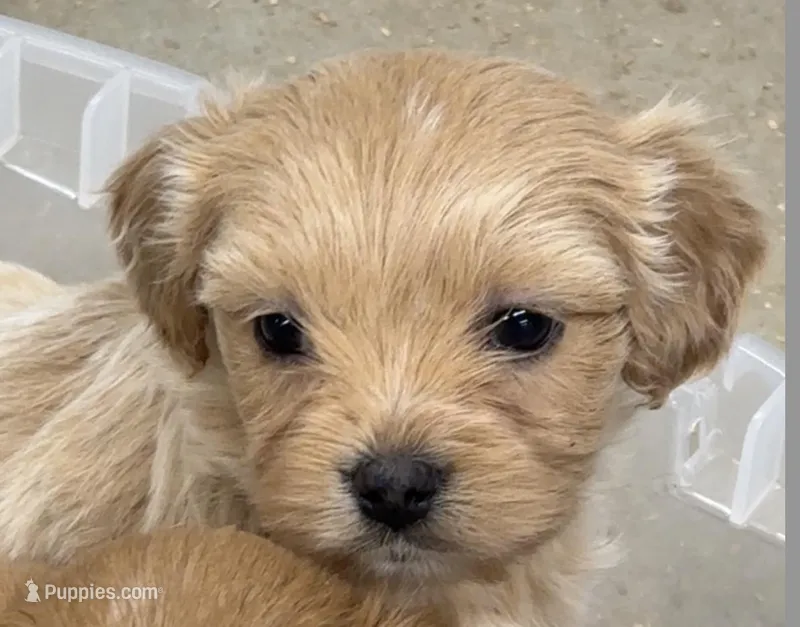 Pie – Cavapoo puppy for sale in Miami, OK