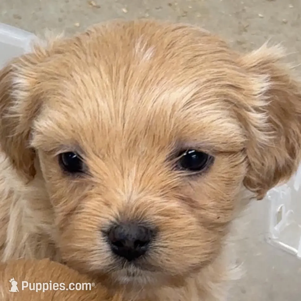 Pie, a male Cavapoo for sale in Miami, OK – Photo 2 of 2