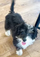 Mini Aussiedoodle Male, a male Miniature Aussiedoodle for sale in Miami, OK – 2 of 2