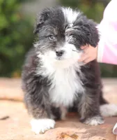 Mini Aussiedoodle Male, a male Miniature Aussiedoodle for sale in Miami, OK – 1 of 2