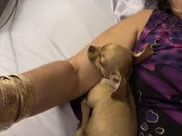 Biscuit, a female Chiweenie for sale in Davenport, FL – Photo 3 of 5