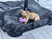 Biscuit, a female Chiweenie for sale in Davenport, FL – Photo 5 of 5