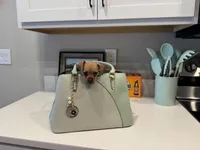 Biscuit, a female Chiweenie for sale in Davenport, FL – Photo 4 of 5