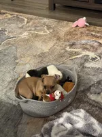 Biscuit, a female Chiweenie for sale in Davenport, FL – Photo 2 of 5