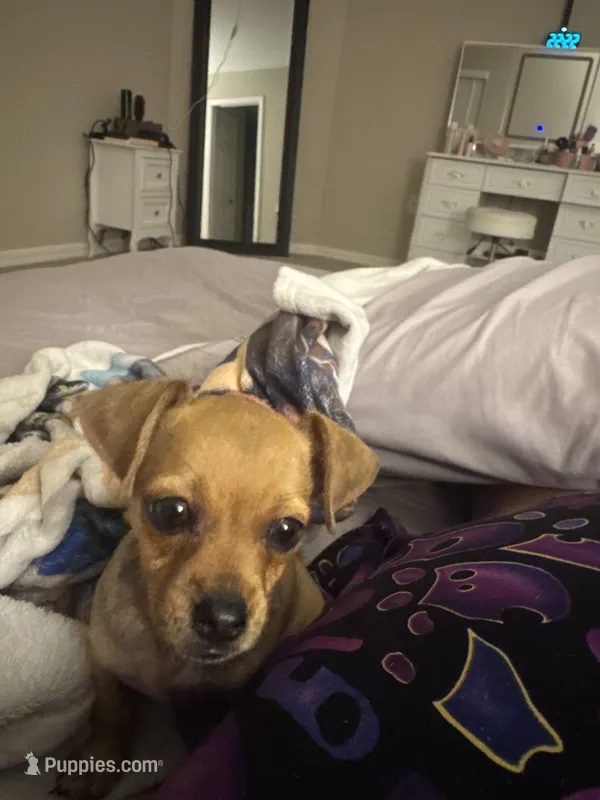 Biscuit – Chiweenie puppy for sale in Davenport, FL