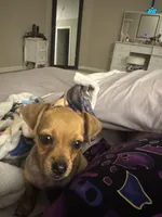 Biscuit, a female Chiweenie for sale in Davenport, FL – Photo 1 of 5