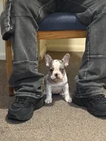 Mia, a female French Bulldog for sale in Jamestown, NY – 2 of 2
