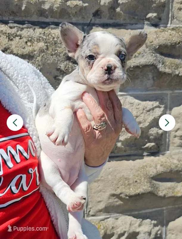 Mia – French Bulldog puppy for sale in Jamestown, NY