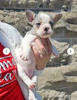 Mia, a female French Bulldog for sale in Jamestown, NY – 1 of 2