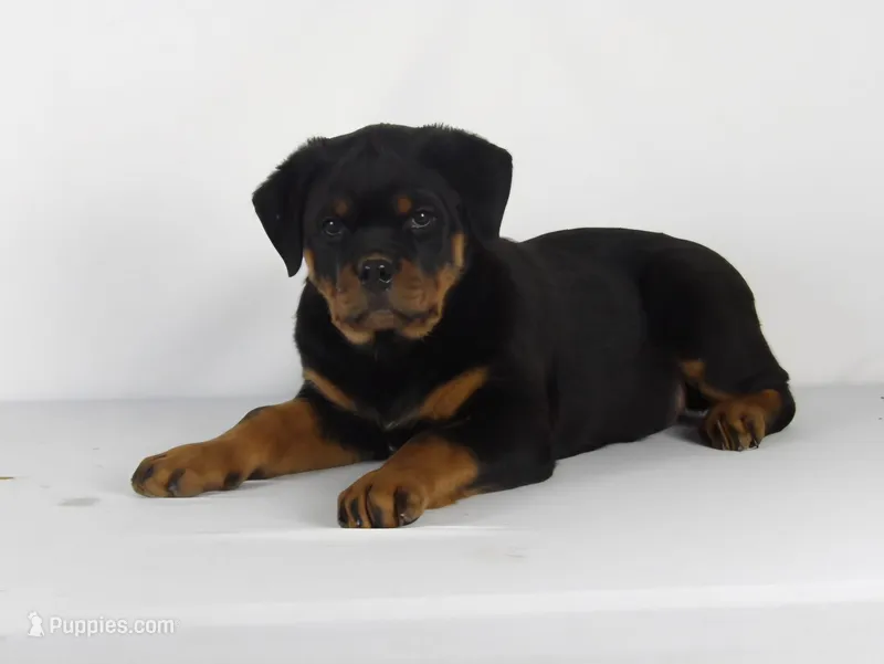 Nova – Rottweiler puppy for sale in Mount Eaton, OH