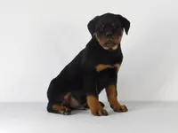 Rizzo, a male Rottweiler for sale in Mount Eaton, OH – 3 of 9