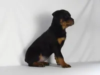 Stacey, a male Rottweiler for sale in Mount Eaton, OH – 8 of 10