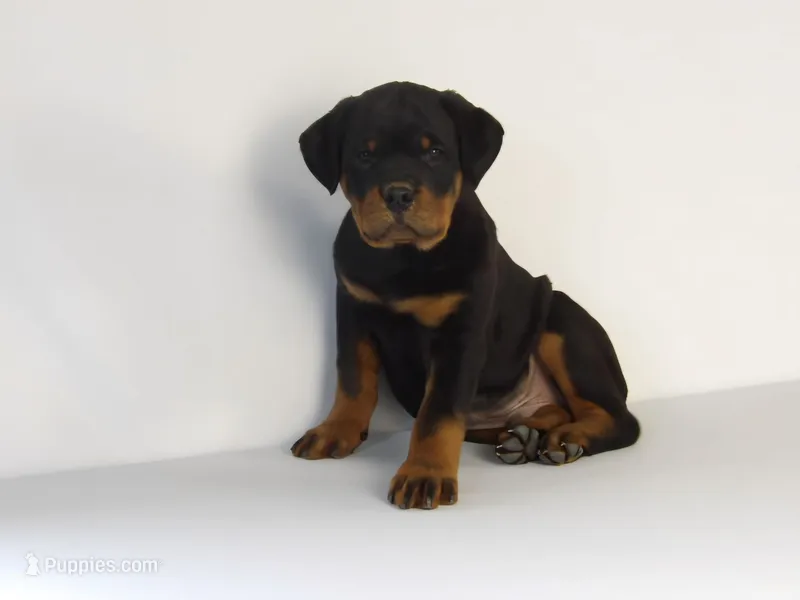 Robro – Rottweiler puppy for sale in Mount Eaton, OH