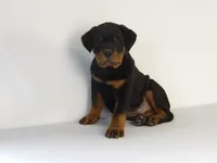 Robro, a male Rottweiler for sale in Mount Eaton, OH – 1 of 9