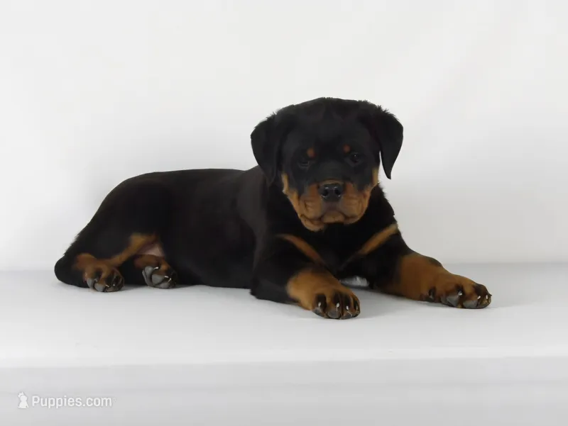Ryder – Rottweiler puppy for sale in Mount Eaton, OH