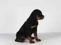 Motto, a male Rottweiler for sale in Mount Eaton, OH – 2 of 10