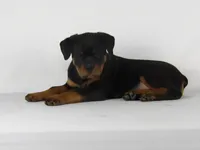 Stacey, a male Rottweiler for sale in Mount Eaton, OH – 6 of 10