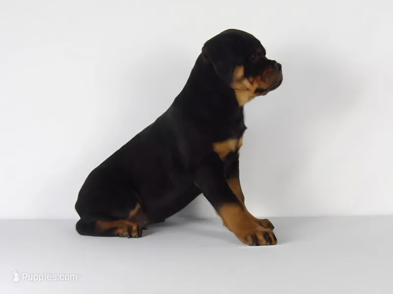 Rolex – Rottweiler puppy for sale in Mount Eaton, OH