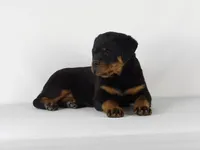 Ryder, a male Rottweiler for sale in Mount Eaton, OH – 7 of 10