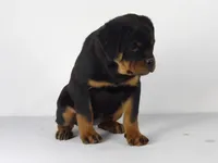 Nova, a male Rottweiler for sale in Mount Eaton, OH – 9 of 9