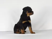Rizzo, a male Rottweiler for sale in Mount Eaton, OH – 6 of 9