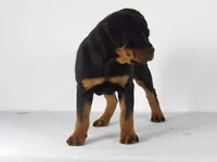 Nila, a male Rottweiler for sale in Mount Eaton, OH – 1 of 10