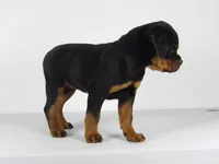 Nila, a male Rottweiler for sale in Mount Eaton, OH – 4 of 10