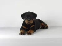 Robro, a male Rottweiler for sale in Mount Eaton, OH – 9 of 9