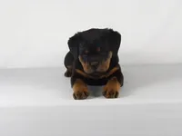 Nila, a male Rottweiler for sale in Mount Eaton, OH – 7 of 10