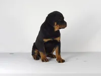 Nova, a male Rottweiler for sale in Mount Eaton, OH – 7 of 9