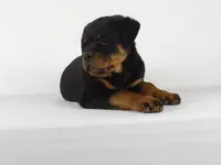 Ryder, a male Rottweiler for sale in Mount Eaton, OH – 8 of 10