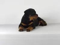 Robro, a male Rottweiler for sale in Mount Eaton, OH – 2 of 9