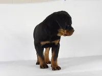 Ryder, a male Rottweiler for sale in Mount Eaton, OH – 5 of 10