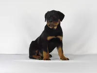 Rizzo, a male Rottweiler for sale in Mount Eaton, OH – 2 of 9