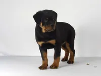 Nova, a male Rottweiler for sale in Mount Eaton, OH – 3 of 9