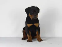 Nila, a male Rottweiler for sale in Mount Eaton, OH – 6 of 10