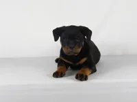 Motto, a male Rottweiler for sale in Mount Eaton, OH – 8 of 10