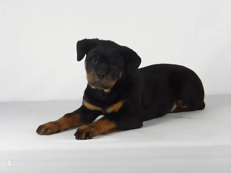 Motto – Rottweiler puppy for sale in Mount Eaton, OH