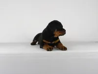 Nila, a male Rottweiler for sale in Mount Eaton, OH – 9 of 10