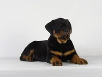 Rolex, a male Rottweiler for sale in Mount Eaton, OH – 3 of 9