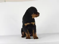 Ryder, a male Rottweiler for sale in Mount Eaton, OH – 9 of 10