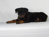 Motto, a male Rottweiler for sale in Mount Eaton, OH – 6 of 10