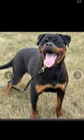 Ryder, a male Rottweiler for sale in Mount Eaton, OH – 10 of 10