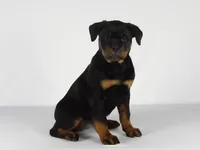 Motto, a male Rottweiler for sale in Mount Eaton, OH – 4 of 10