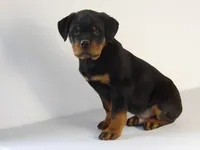 Robro, a male Rottweiler for sale in Mount Eaton, OH – 7 of 9
