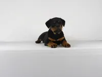 Nila, a male Rottweiler for sale in Mount Eaton, OH – 3 of 10
