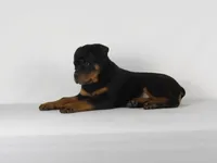 Stacey, a male Rottweiler for sale in Mount Eaton, OH – 3 of 10
