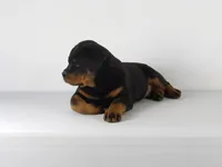 Robro, a male Rottweiler for sale in Mount Eaton, OH – 8 of 9