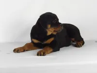 Nova, a male Rottweiler for sale in Mount Eaton, OH – 4 of 9