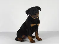 Motto, a male Rottweiler for sale in Mount Eaton, OH – 3 of 10